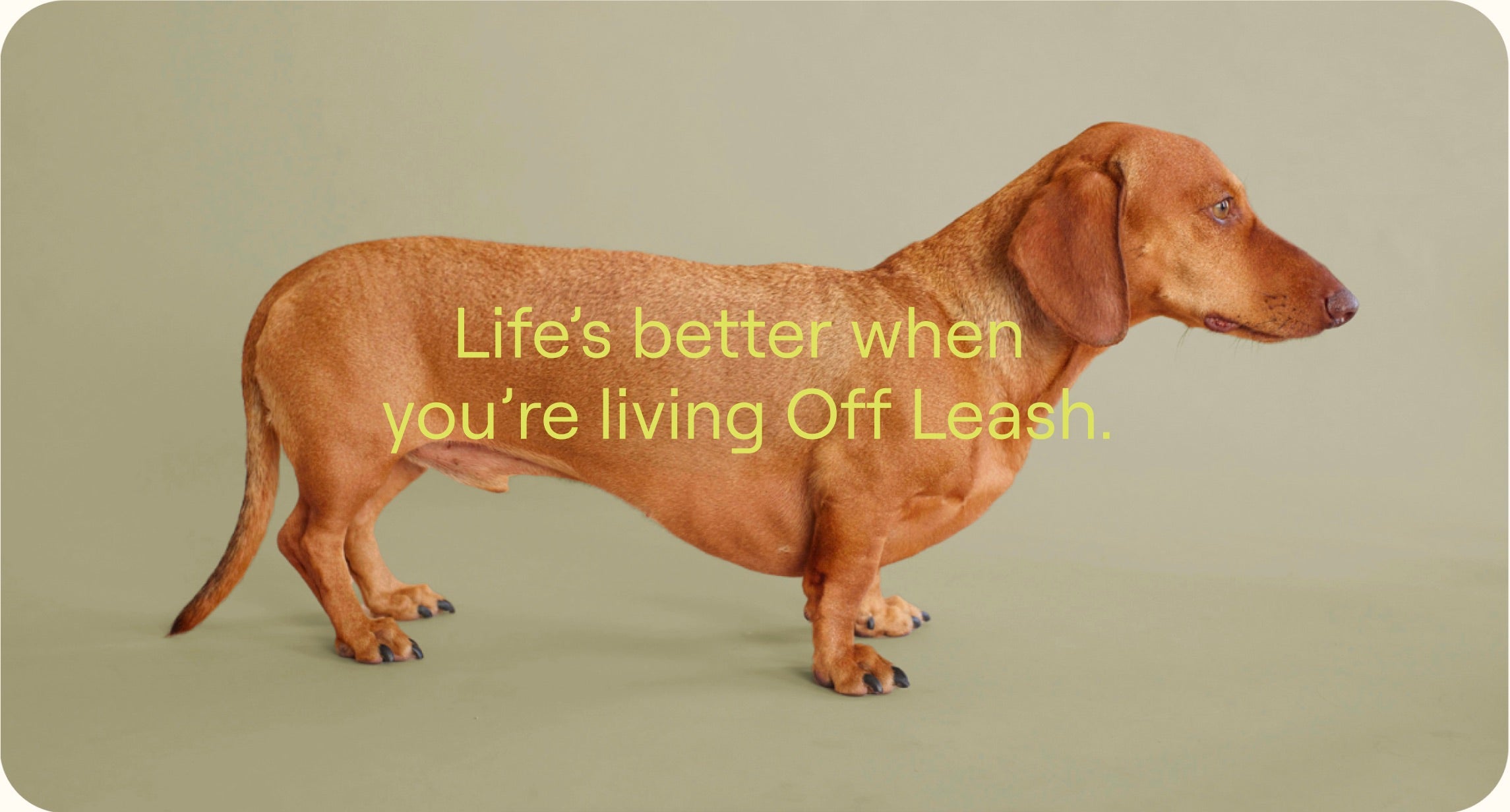 Brown dachshund on a beige background with text 'Life's better when you're living Off Leash'.