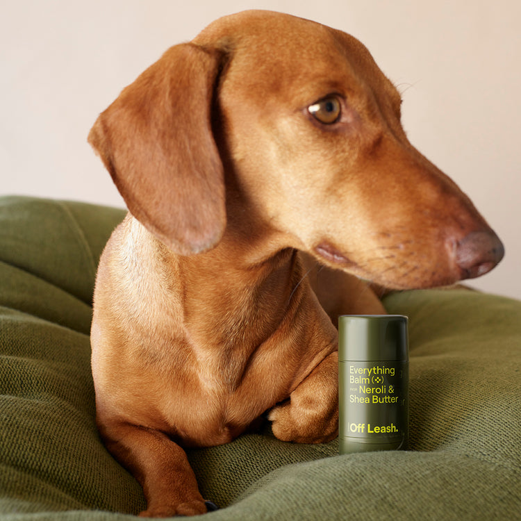 Brown dog sitting on a green cushion next to a green container labeled 'Always Off Leash'.